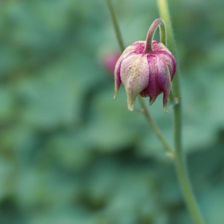 Aquilegia-Hybride 'Nora Barlow'