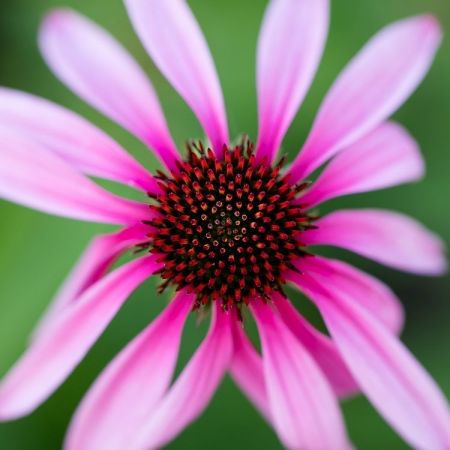 Echinacea purpurea ´Rubinstern´