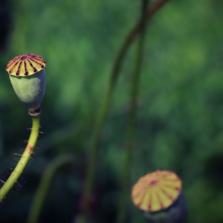 Papaver rhoeas