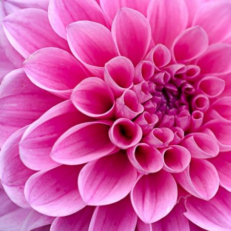 Dahlia