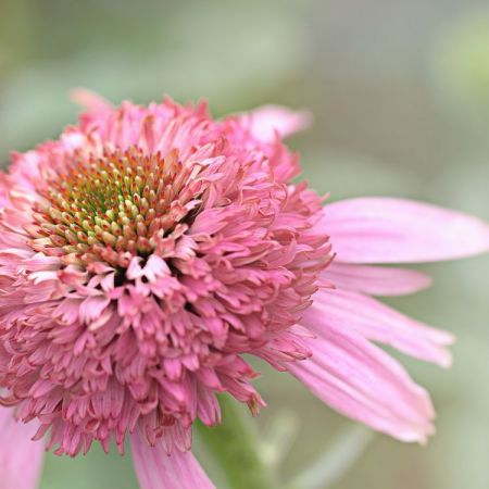 Echinacea purpurea ´Razzmatazz´