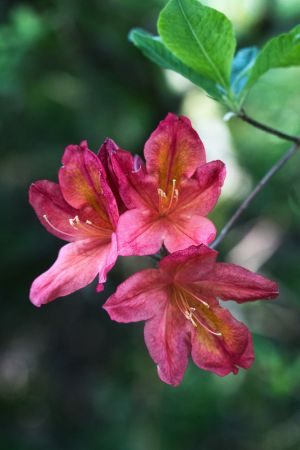 Rhododendron
