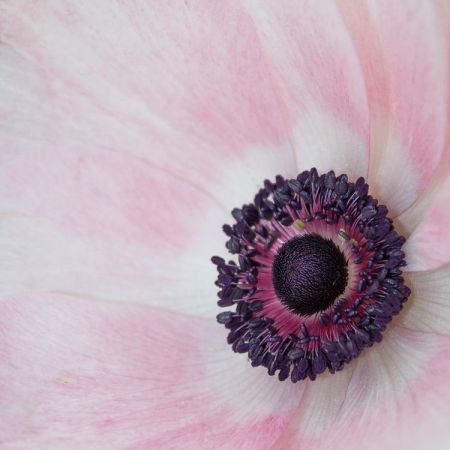 Anemone coronaria
