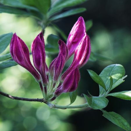 Rhododendron