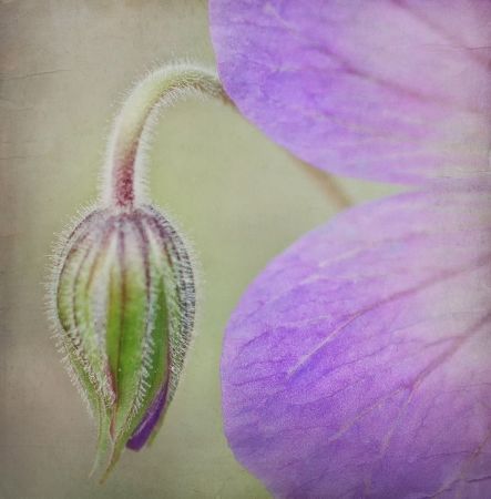 Geranium himalayense