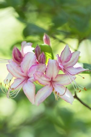 Rhododendron
