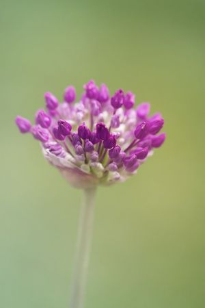 Allium aflatunense 'Purple Sensation'