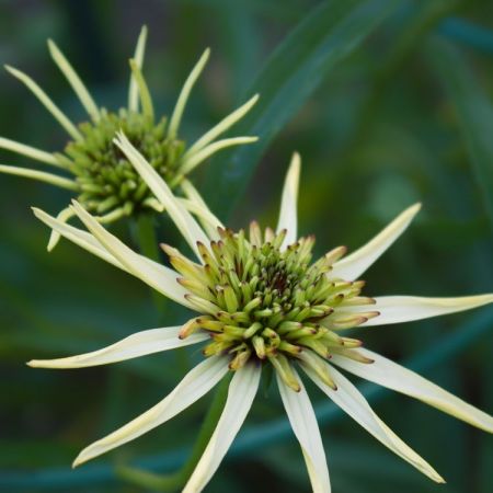 Echinacea-Hybride 'Strawberry Shortcake'