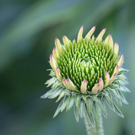 Echinacea purpurea
