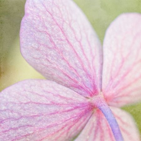 Hydrangea macrophylla 'Kardinal'