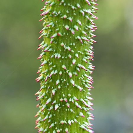 Gunnera manicata