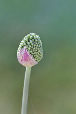 Allium Sphaerocephalum
