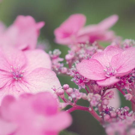 Hydrangea macrophylla 'Mariesii Perfecta'