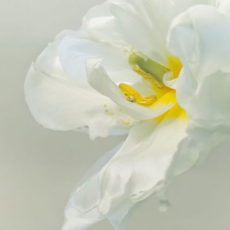 Tulipa