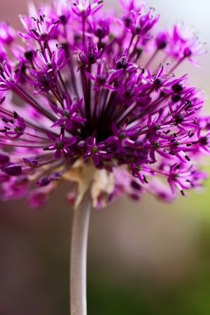 Allium aflatunense 'Purple Sensation' 