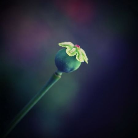 Papaver somniferum 