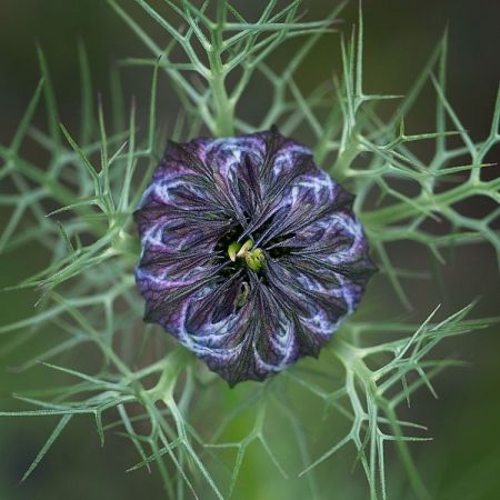 Nigela hispanica ´Señorita Clara´