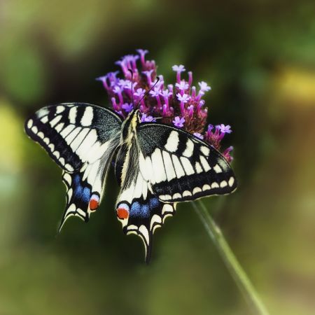 Papilio machaon