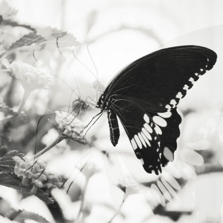 Papilio polytes