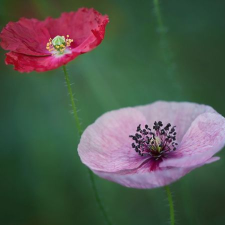 Papaver rhoeas ´Shirley´