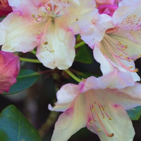 Rhododendron