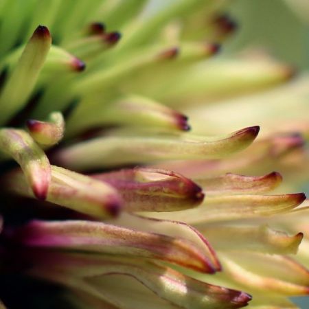 Echinacea Hybride ´Strawberry Shortcake´