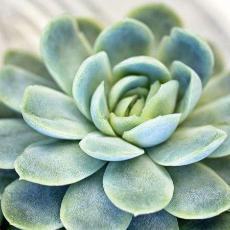 Echeveria