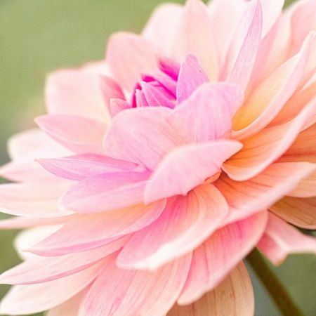 Dahlia