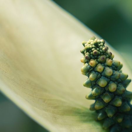 Spathiphyllum-Hybride