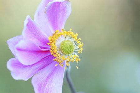 Anemone hupehensis