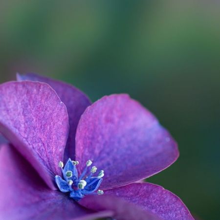 Hydrangea macrophylla ´Kardinal´