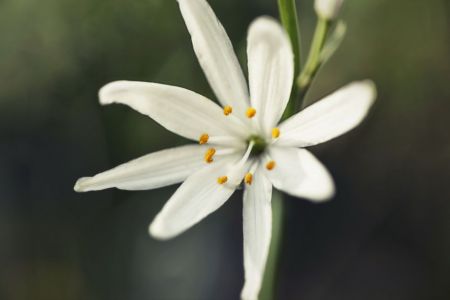 Anthericum
