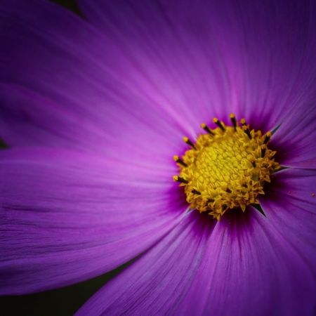 Cosmos bipinnatus