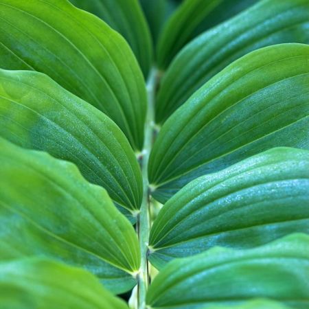 Polygonatum multiflorum