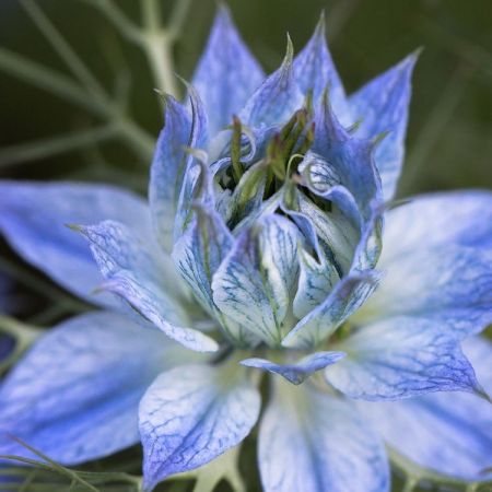Nigella damascena ´Miss Jeckyll´