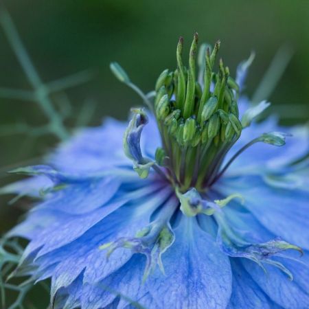 Nigella damascena ´Miss Jeckyll´