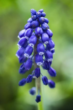 Muscari