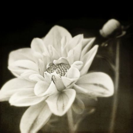 Dahlia