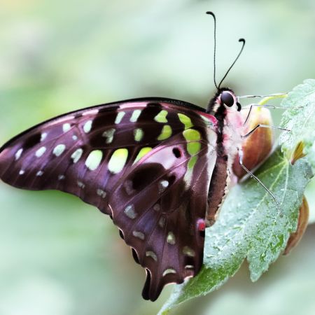 Neonsegelfalter (Graphium agamemnon)