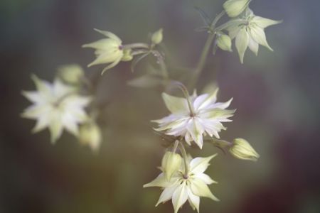 Aquilegia