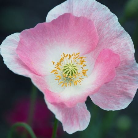 Papaver rhoeas ´Shirley´
