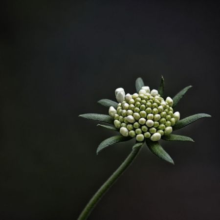 Scabiosa
