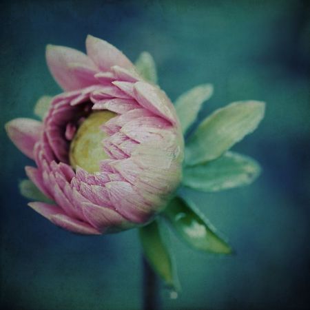 Dahlia
