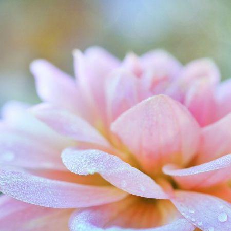Dahlia