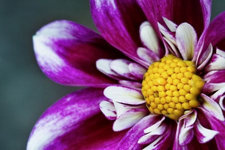 Dahlia Mariposa