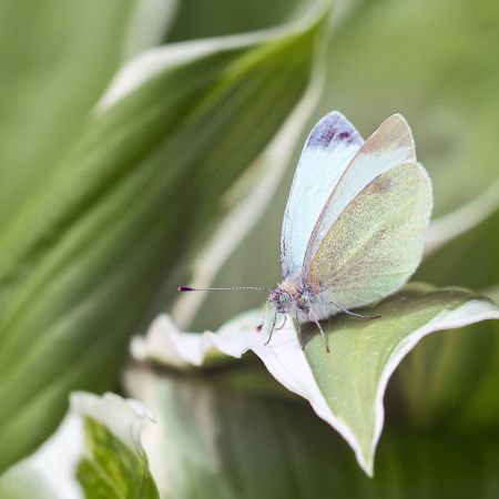 Pieris rapae