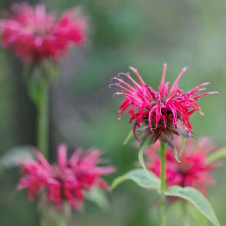 Monarda fistulosa