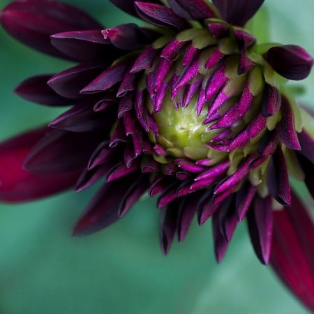 Dahlia