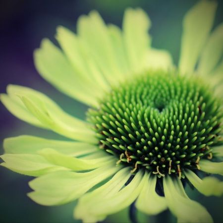 Echinacea purpurea ´Green Jewel´