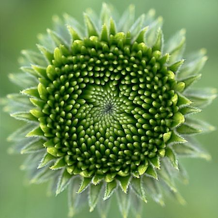 Echinacea purpurea